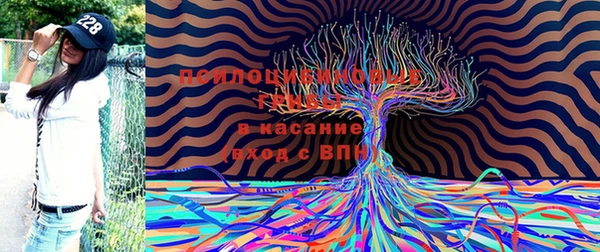 PSILOCYBIN Зерноград